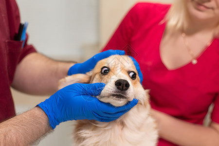兽医医生在宠物诊所手术室检查小共生狗 Pete保健图片