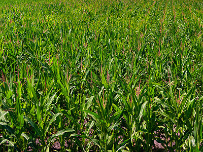 一片无尽的绿玉米田地 伸展到地平线图片