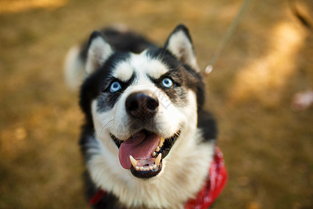夏日华丽狗的肖像 繁衍了哈斯基小狗哺乳动物情感眼睛微笑动物宠物鼻子蓝色毛皮图片