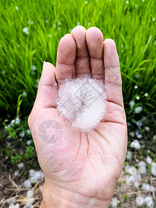 棉花树种子羊毛黑色丝绸木棉白色绿色材料纤维木头剃须刷图片