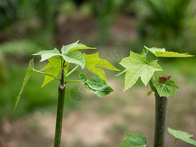 花园里的Chaiya树 树菠菜或墨西哥的Kale Veg灌封叶子园丁土地食物男人树叶土壤幼苗栽培图片