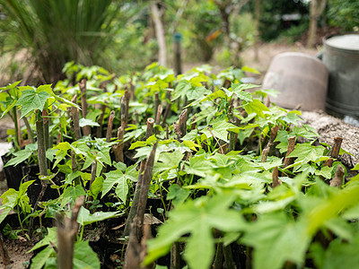 花园里的Chaiya树 树菠菜或墨西哥的Kale Veg塑料叶子食物园丁幼苗油炸土壤环境烹饪植物图片