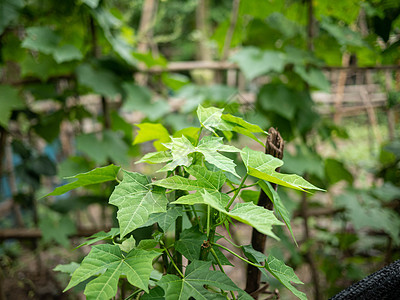 花园里的Chaiya树 树菠菜或墨西哥的Kale Veg园丁树叶塑料食物发芽培育植物商业农场园艺图片