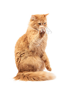 成年青毛红猫坐着抬起前爪 阿弥陀佛宠物胡须毛皮工作室猫科白色眼睛哺乳动物头发猫咪图片