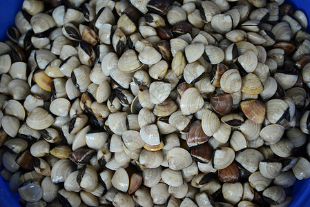 在新鲜海产食品市场销售的果壳石头海洋团体动物餐厅搪瓷扇贝衣服食物美味图片