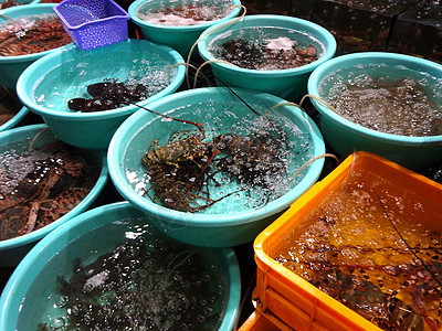 在新鲜海产食品市场销售龙虾支那陈列柜色调海鲜美食动物摊位店铺小贩情调图片