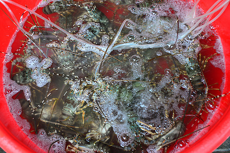 在新鲜海产食品市场销售龙虾情调小贩美食动物陈列柜贝类食物异国海鲜支那图片