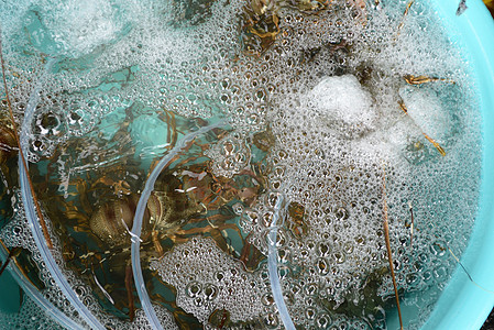 在新鲜海产食品市场销售龙虾贝类食物甲壳小贩色调异国海鲜旅行摊位陈列柜图片