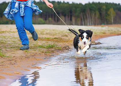 澳大利亚牧羊小狗朋友支撑爪子活动皮带女士飞溅快乐宠物跑步图片