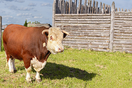 公牛 2021 年的象征 十二生肖金牛座 鼻子上有环的大公牛 威严地站在木栅栏旁郁郁葱葱的夏日草地上 一头奶牛在绿色的草地上吃草背景图片