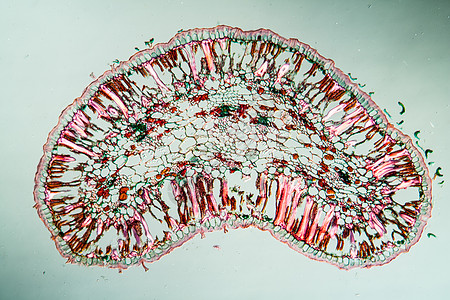 第50节交叉处的银树叶科学植物学枕形草药银树横截面细胞叶子组织学植物图片