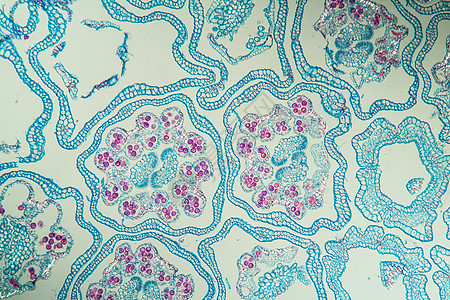 横跨第100节的易腐蚀性细胞枕形组织学植物学雏菊植物花序科学宏观草药图片