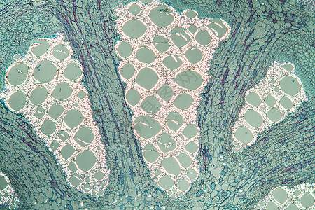 横跨第100节的口哨花干宏观横截面节花水管组织精油组织学植物植物学科学图片