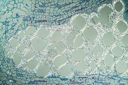 横跨第100节的口哨花干植物精油水管植物学细胞组织学科学横截面宏观组织图片