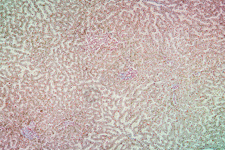 显微镜下的肝分裂组织 100x科学外壳宏观放大镜蓝色病理细胞药品图片