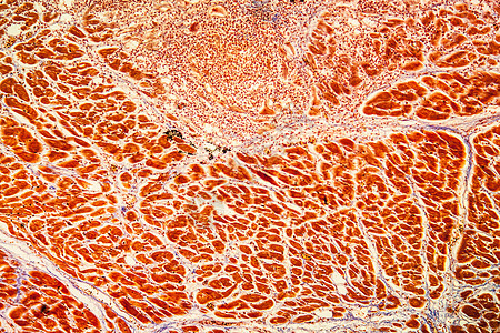 100x 疾病组织 100x 1 000x放大镜病理科学肌肉宏观细胞蓝色图片