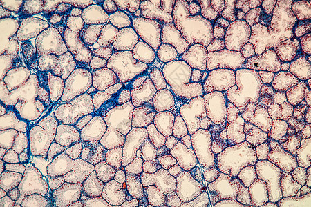 100x 显微镜下拉氏腺组织泪腺宏观腺体组织学分泌药品泪液科学放大镜细胞图片