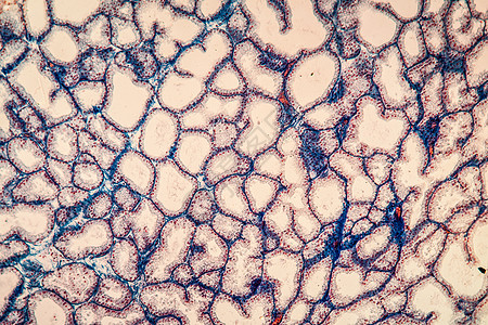100x 显微镜下拉氏腺组织泪腺放大镜细胞泪液分泌腺体科学药品组织学宏观图片