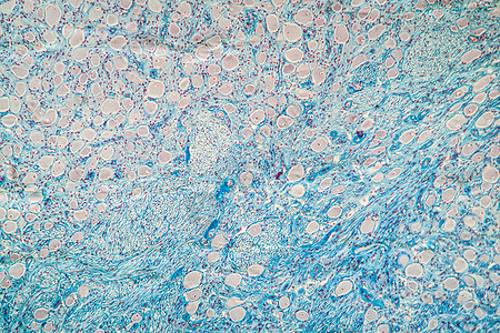 显微镜下色素组织 100x粘膜口腔组织学味觉科学细胞放大镜软腭上皮黏膜图片