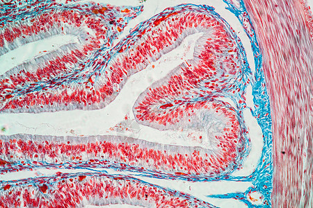 显微镜下的小肠组织 200x绒毛细胞宏观两栖动物组织学放大镜消化青蛙科学腺体图片