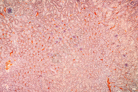 显微镜下的肾组织 100x组织学肾细胞排泄胶囊肾小球科学宏观放大镜细胞药品图片