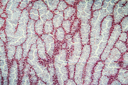 显微镜下的蛋白质组织 100x细胞组织学放大镜分泌物宏观科学腺体蜗牛图片