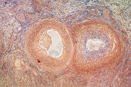 显微镜下的骨组织 100x科学卵巢细胞宏观显微术放大镜组织组织学生殖系统图片