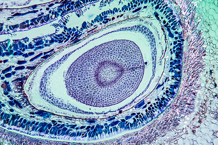 第100节的苹果水果仁果显微术组织学胚珠植物科学玫瑰宏观放大镜图片
