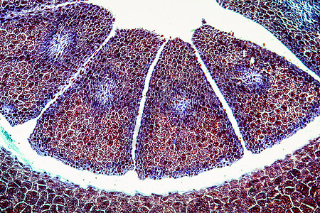 在100x之间带有内骨perm的Embryo松树宏观水果胚乳放大镜科学植物组织学针叶树图片