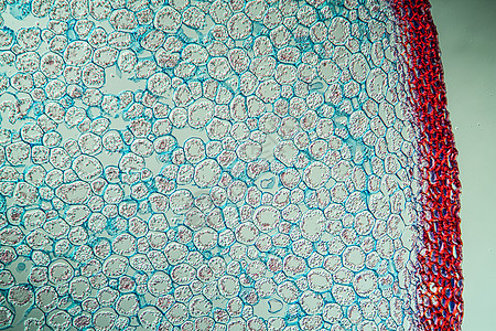 根长100x的Fern蓝色组织学腐烂组织红色科学植物放大镜细胞宏观图片