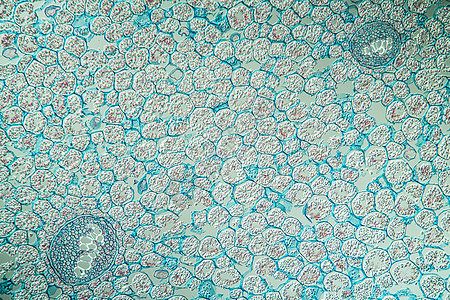 根长100x的Fern蕨类放大镜组织学宏观腐烂科学组织植物细胞红色图片