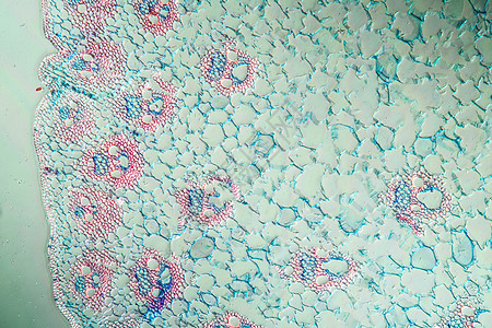 带干粉的甜草 横口100x红色科学食物组织学组织营养玉米细胞植物饲料图片