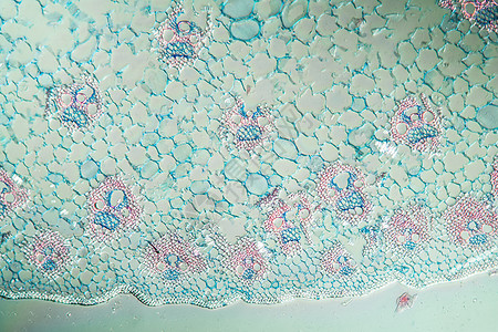 带干粉的甜草 横口100x组织学放大镜科学组织蓝色宏观饲料食物营养细胞图片
