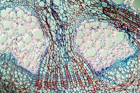 管道灌丛 有100号干线组织学植物制管红色组织细胞茉莉花科学宏观灌木图片