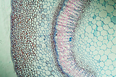 含有100x以上干粉的死织物组织组织学显微术唇形科杂草细胞荨麻植物放大镜宏观图片
