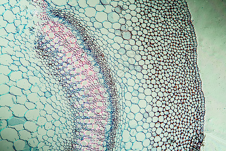 含有100x以上干粉的死织物细胞显微术组织学杂草植物放大镜唇形唇形科科学蓝色图片