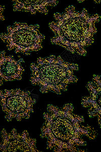 显微镜下的玛格丽特花朵 100x组织植物学薄片宏观花粉组织学暗场放大镜叶脉雏菊花图片