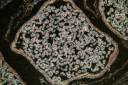 在显微镜下种种子的花朵100x科学薄片孢子放大镜宏观植物抹布植物学暗场图片