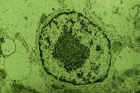 电子显微镜中带风琴的细胞核50 000x圆形细胞控制药品组织考试中心背景图片