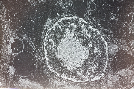 电子显微镜中带风琴的细胞核50 000x细胞考试圆形中心药品控制组织图片