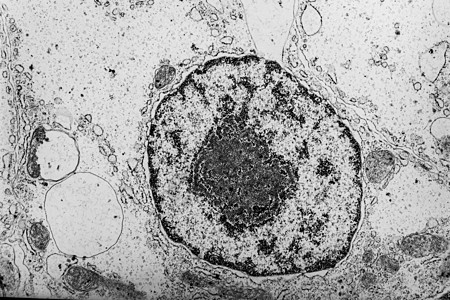 电子显微镜中带风琴的细胞核50 000x细胞组织中心控制考试药品圆形图片