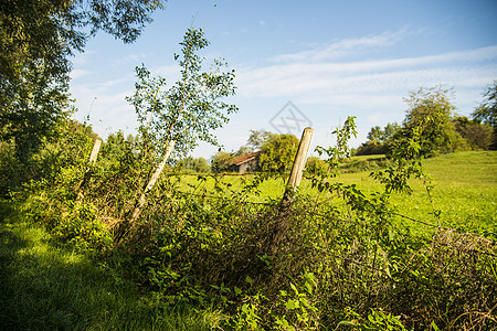旧谷仓隐藏在绿色中树木植物牧歌荒野环境房子场地草地杂草乡村图片