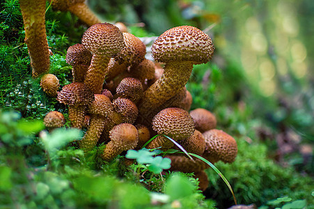 秋天森林中生长的蘑菇群林地殖民地生物苔藓季节树干叶子腐烂宏观地面图片