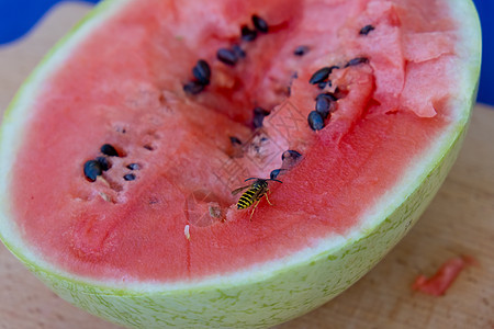 黄蜂坐在一个成熟的红切西瓜上野生动物营养动物昆虫食物漏洞种子水果翅膀荒野图片