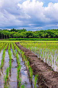 稻田 农业 稻田 有天空和云雨图片