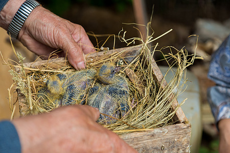 鸽子小鸡放在木箱里 稻草在鸽子育种者手中野生动物孵化睡眠少年雏鸟新生生物学生活荒野家庭图片