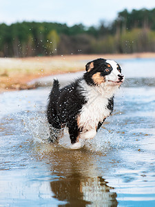 澳大利亚牧羊小狗牧羊人海滩犬类牧羊犬速度喜悦自由休息爪子飞溅图片