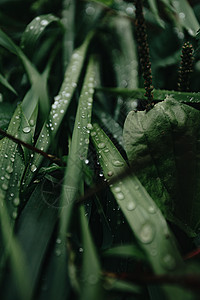 森林中一些绿色植物的超级接近 雨滴在树上 背景与复制空间 笑声邀请函深色热带生物学雨林海报自然打印折扣小册子图片