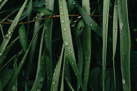林中一些绿色植物的横向特写 雨滴在森林上 背景与复制空间相近图片