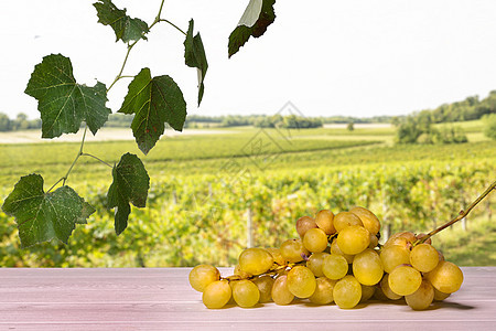 夏末阳光明媚的一天叶子农村木头植物树叶水果葡萄甜点栽培收成图片